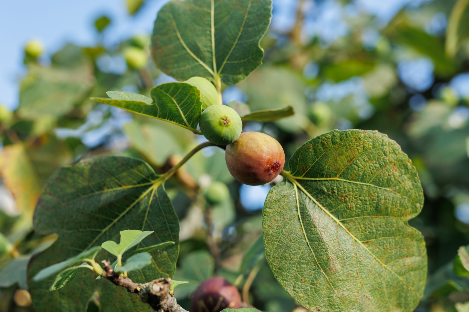 Figs ripening on the tree